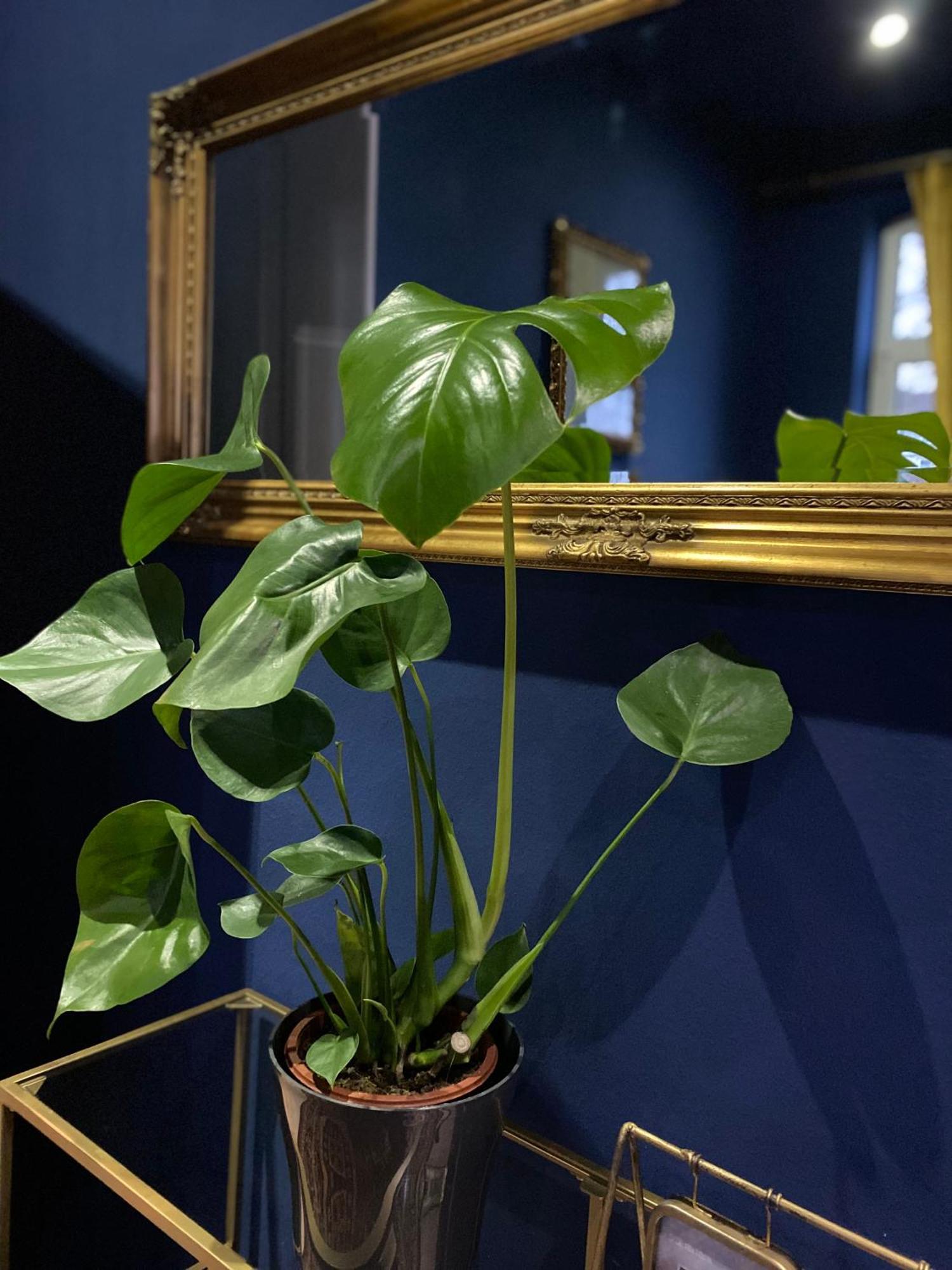 Birmingham Apartment